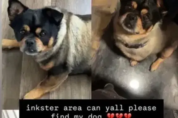 Lost and found pets , photo: Lost Mixed Breed Dog on Trombley St