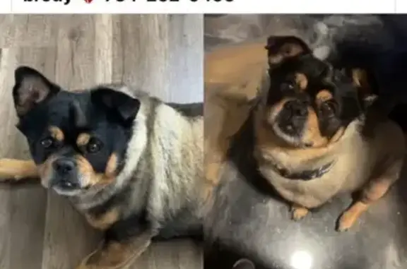 Lost and found pets Inkster, photo: Lost Rottweiler-Lookalike on Tromley St