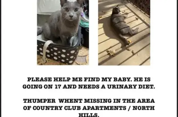 Lost and found pets Arkansas City, photo: Lost Grey Kitty: Kinked Tail in NLR, AR