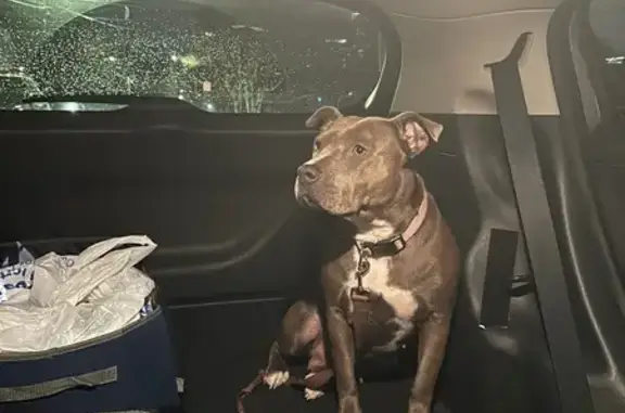 Lost and found pets Atlanta, photo: Found Dog: Brown Coat in Central Park