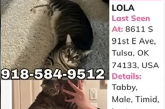 Missing cat Tulsa, photo: Lost Cat Near 91st & East Ave, Tulsa