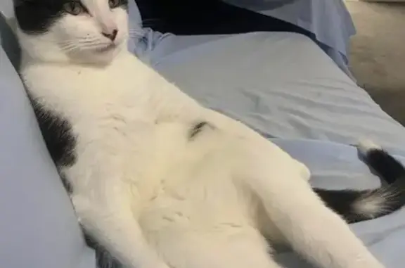 Lost Cat in Lakeview: Reward Offered!