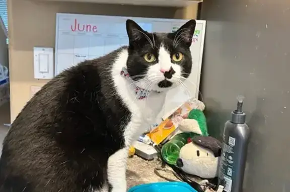 Lost and found pets Bend, photo: Lost Cat: Distinctive Black & White Markings