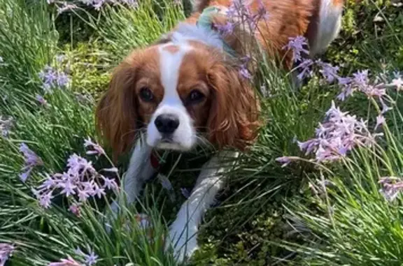 Stolen Blenheim Cavalier: Grat...