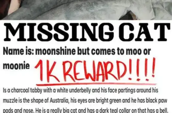 Lost Smokey Tabby: Help Find Moo!