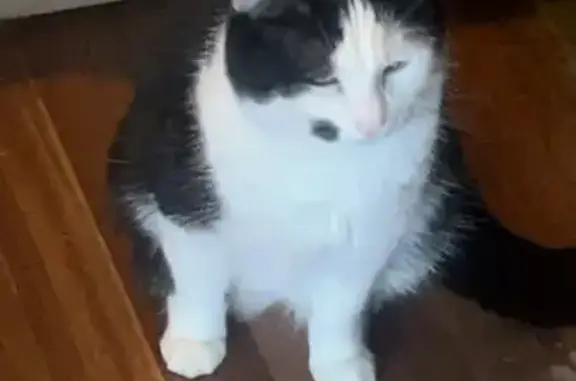 Lost and found pets , photo: Lost Tuxedo Cat in Hanover Park: Help!