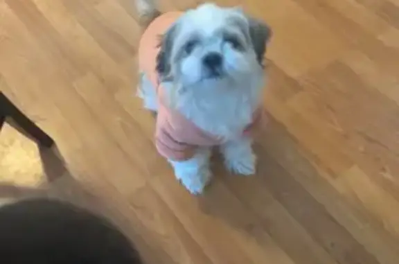 Lost and found pets Chicopee, photo: Lost Dog on Blanchwood Ave, Chicopee