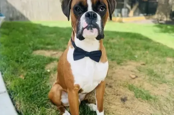 Lost and found pets , photo: Lost: Flashy Fawn Boxer in Bartlett, IL