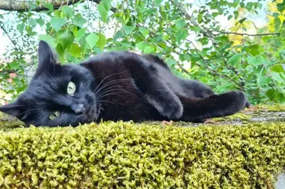 Chatte noire Kya perdue à Arros-de-Nay - photo