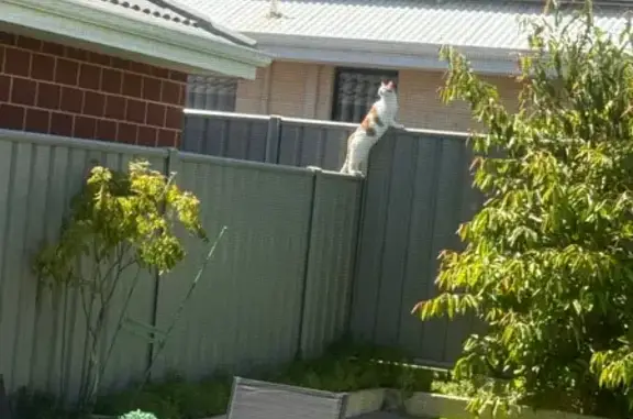 Lost: White/Brown Cat in Kwinana Area