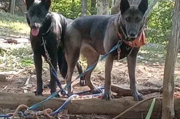 Lost: Two Large German Shepherds in KY