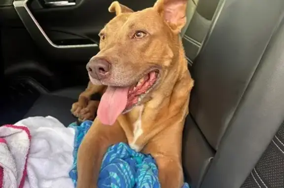 Sweet Male Pitbull Found in Pa...