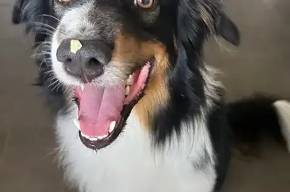 Lost Dog: Weatherford's Brown Eyed Pup