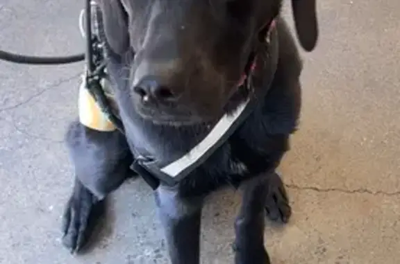 Lost: Tall Black Lab Mix, Injured & Skittish