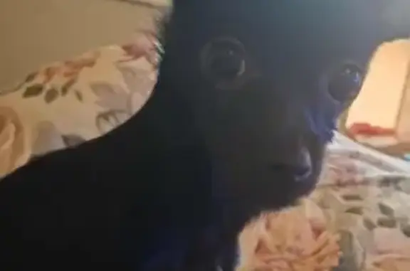 Lost and found pets , photo: Lost Black Dog Near Central Ave - Call Now!