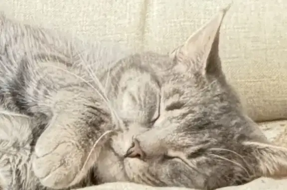 Missing cat Norwalk, photo: Lost Cat: Simba Missing in Norwalk