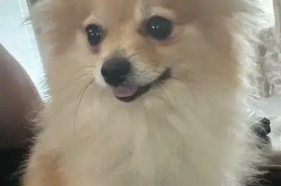 Missing dog Mission, photo: Lost Dog: Pink Scarf, Mission Area