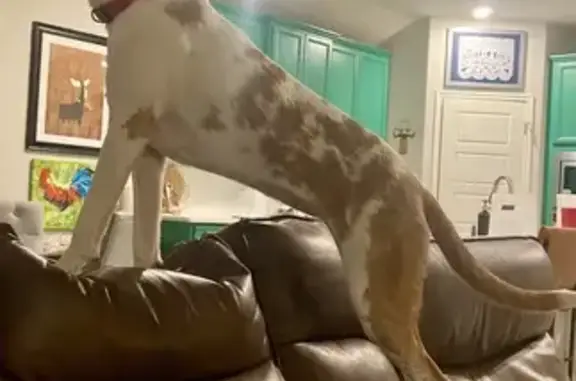 Lost Dog: White with Brown Spots, Boerne