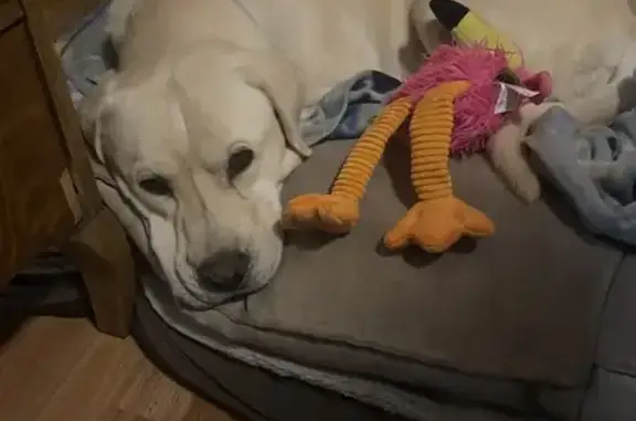 Lost Platinum Retriever Mix on Skagway