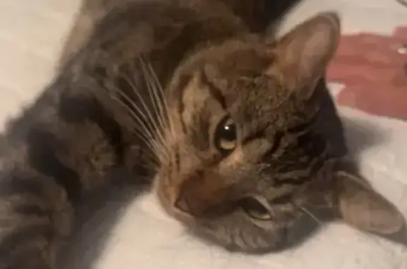 Lost and found pets Iowa City, photo: Lost Talkative Tabby in Waterloo, IA