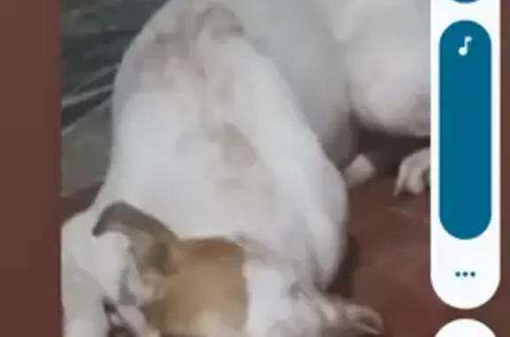 cachorro desaparecida