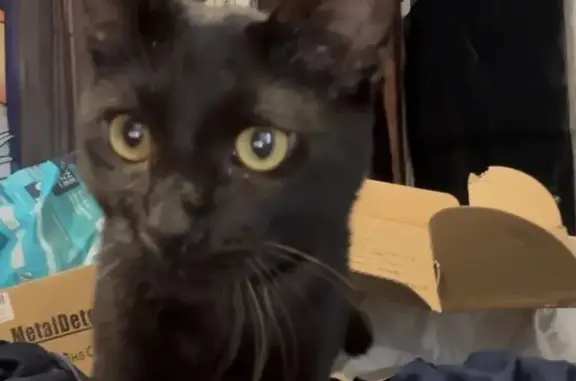 Lost Cat: Black/Brown Stripes, Las Vegas