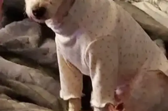 Lost Scared Poodle Mix on Buck St, Help!