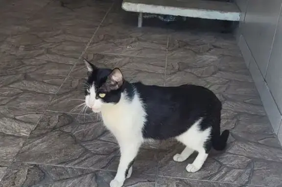 gato encontrada