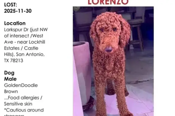 Missing dog San Antonio, photo: Help Find Lorenzo: Lost Goldendoodle!