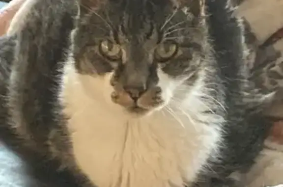 Missing cat St. George, photo: Lost: Elderly Cat Bubby - St. George