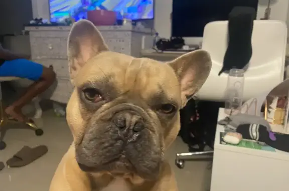 Lost and found pets Miami, photo: Lost Dog: Fawn with Unique Markings