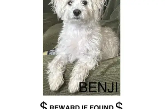Lost Dog on Nordhoff St, LA - Help!