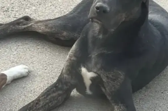 Lost Black Dog: Dover Rd, Louisville