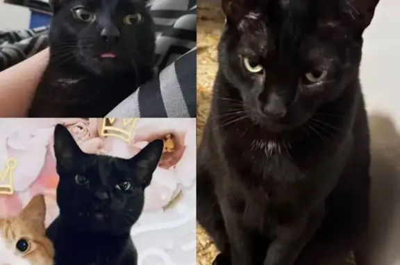 Lost and found pets Boynton Beach, photo: Lost Cat: White Neck, Camden Lane Area