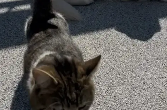 Chat tigré blanc/marron perdu à Fuveau - photo