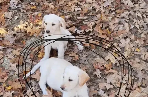 Help Find Our Lost White Lab Puppy!