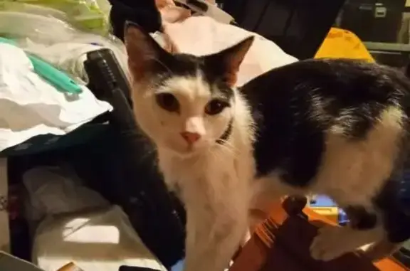 Lost Cat: Black & White in Maryville 4631