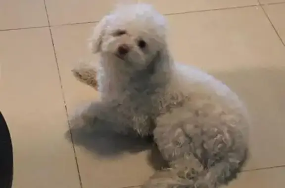 ¡Ayuda! French Poodle Blanca Perdida
