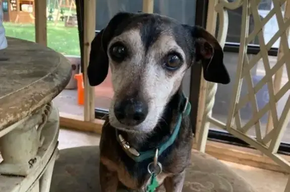 Lost Dog: Brown & White, Green Collar