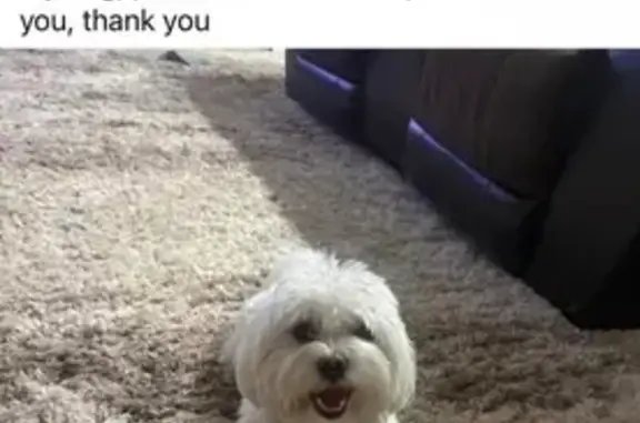 Lost Dog: Friendly & White, Lexington