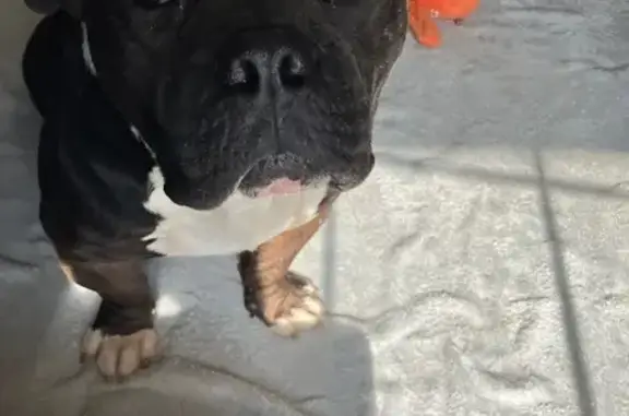 Lost and found pets Edinburg, photo: Friendly Found Dog: Well-Trained & Loving