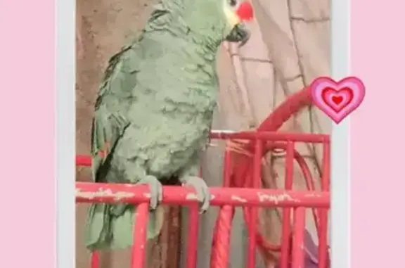 Perico Robado en Sayula de Ale...