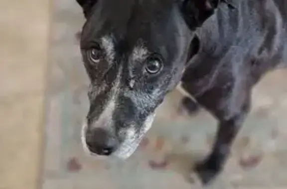 Lost and found pets Mesa, photo: Lost 13-Year-Old Dog in Mesa: Help Find!