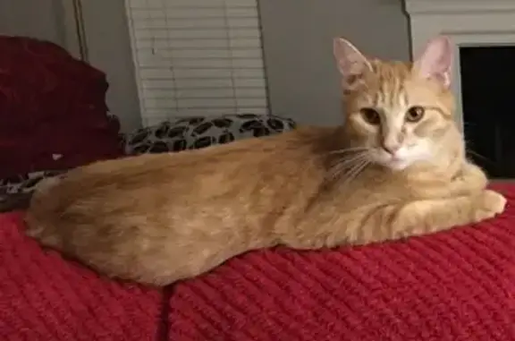 Missing cat Daphne, photo: Lost Indoor Cat in Daphne: Help Needed!