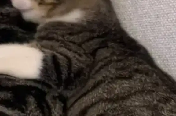 ¡Ayuda! Gato Gris Perdido en Cala de Bou