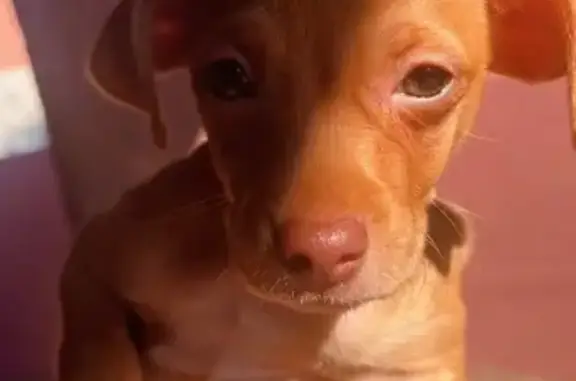 Help Find Kash: Lost Dog in Tucson