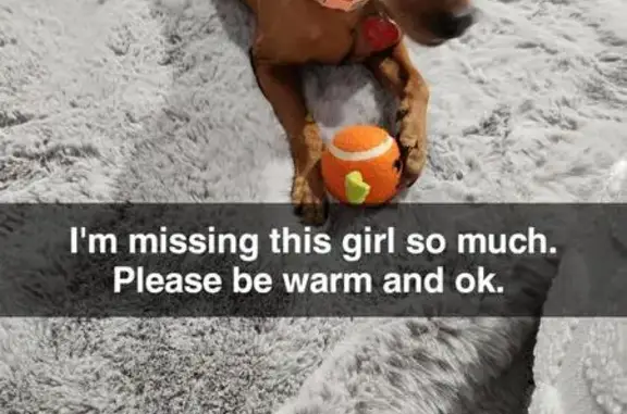 Lost Friendly Dog: Brown, Graying Snout