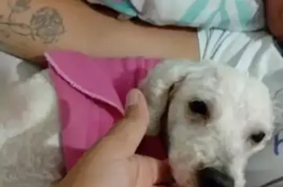 cachorro desaparecida