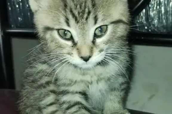 Gatos perdidos, Guadalajara, foto: Gato Gris Atigrado Perdido en Guadalajara