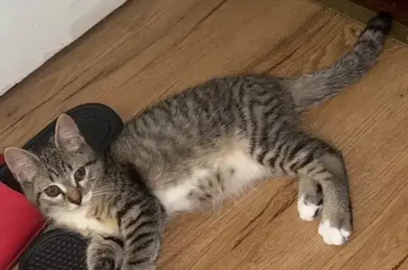 Missing cat Allentown, photo: Lost: Friendly Brown & Grey Kitten in Allentown